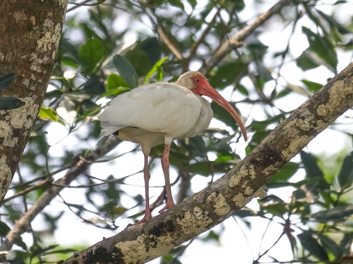 Ibis blanc - ML619143678