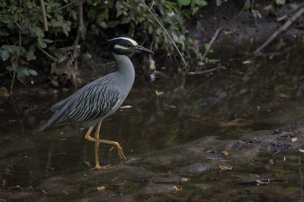 Yellow-crowned Night Heron - ML619143679