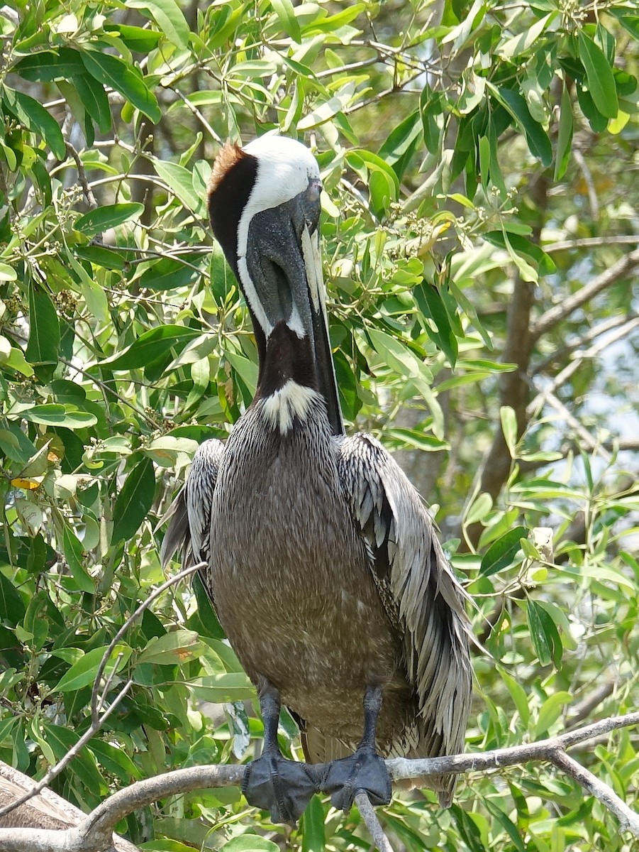 Brown Pelican - ML619143716