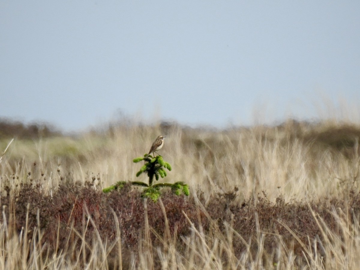 Whinchat - Stephen Bailey