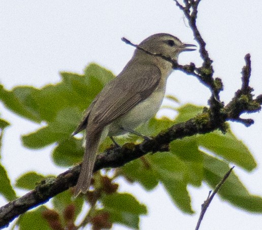 Warbling Vireo - Jim Wilson