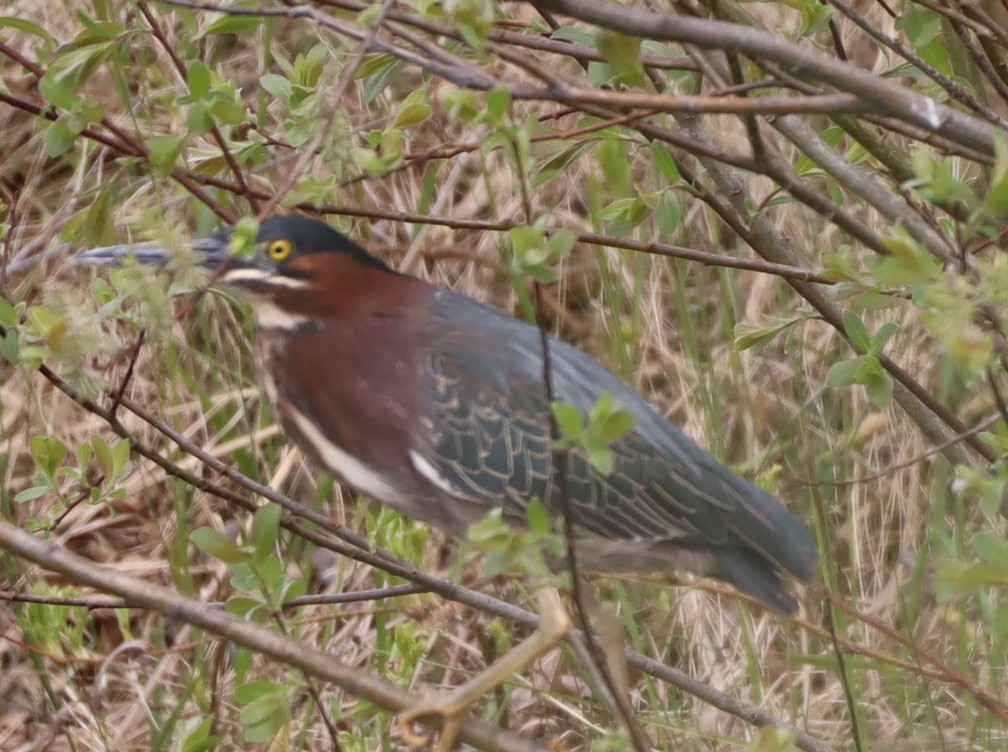 Green Heron - Marcel Gagnon