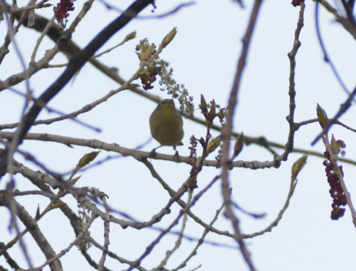 Orange-crowned Warbler - Robert Tonge