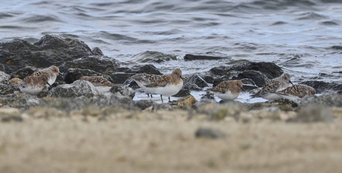 Bécasseau sanderling - ML619143772