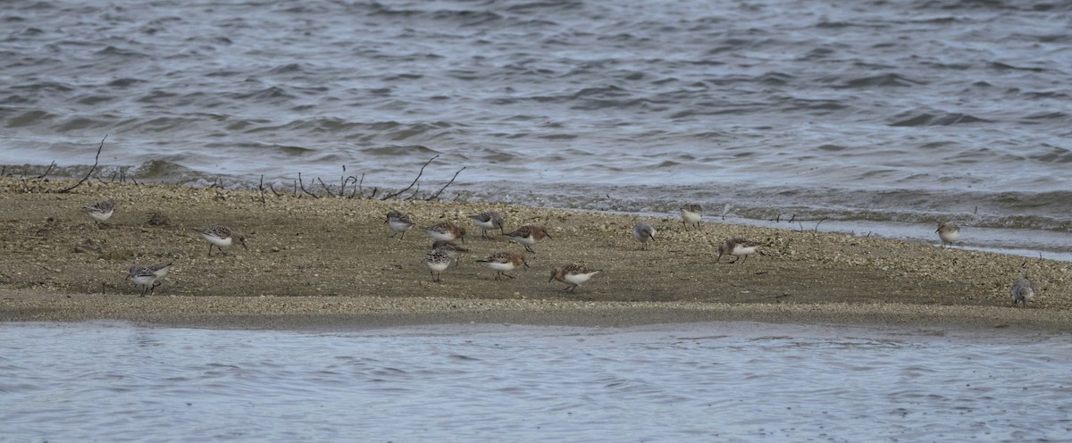 Bécasseau sanderling - ML619143780