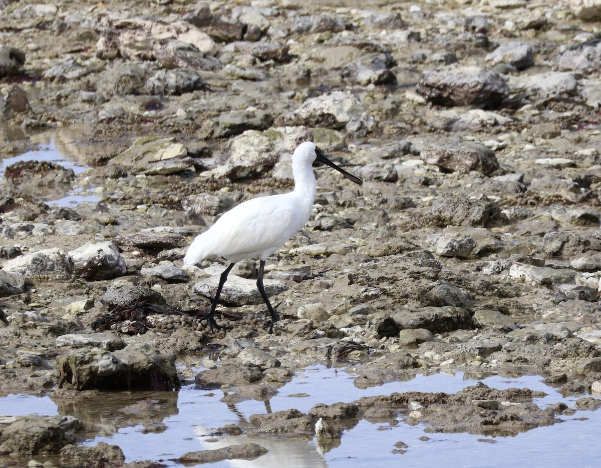 Royal Spoonbill - ML619143782