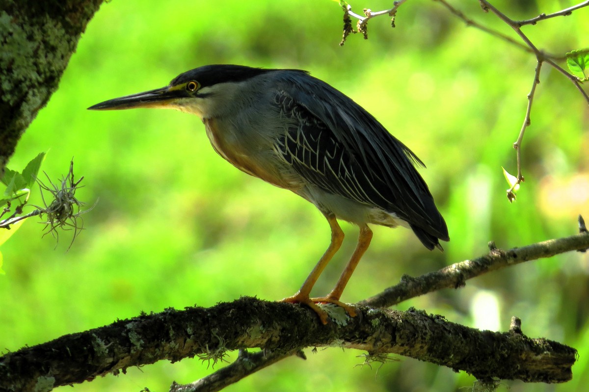 Striated Heron - ML619143783