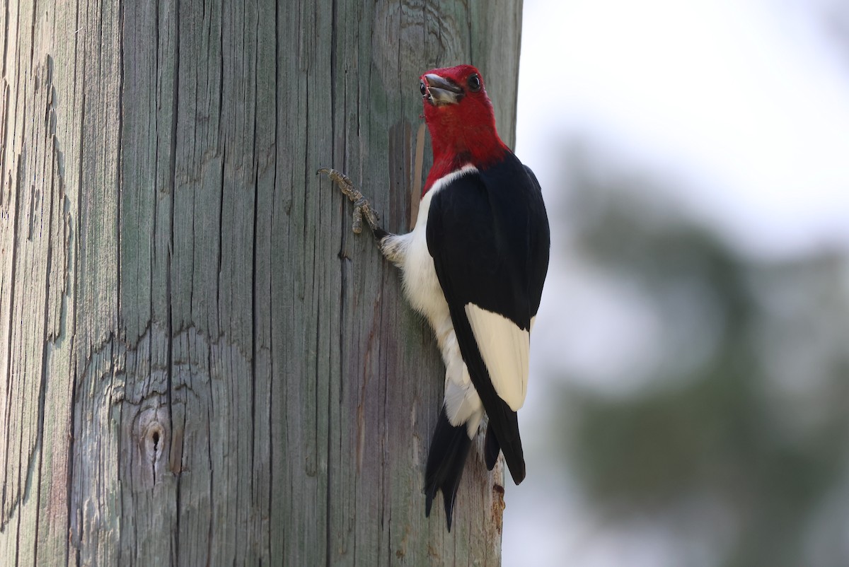 Red-headed Woodpecker - Cameron Tescher