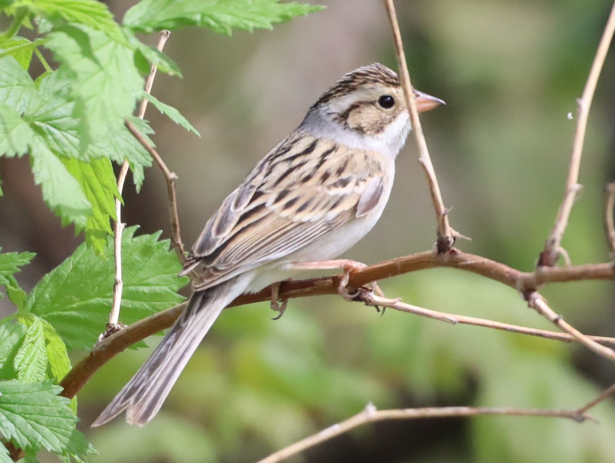 Clay-colored Sparrow - ML619143792