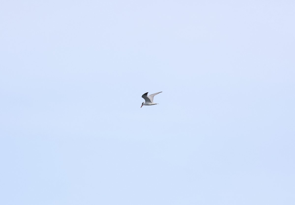 Caspian Tern - Anonymous