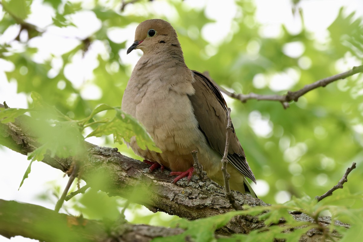 Mourning Dove - Keith Pflieger