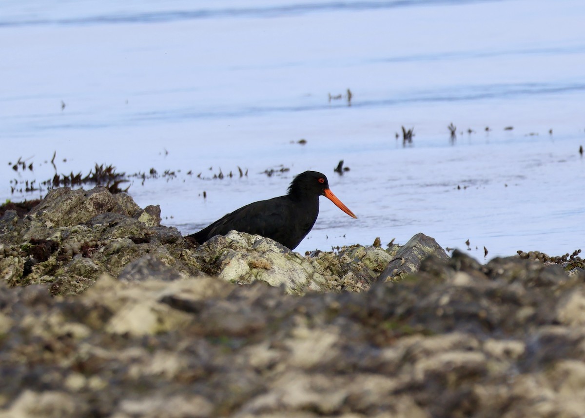 Variable Oystercatcher - Anonymous