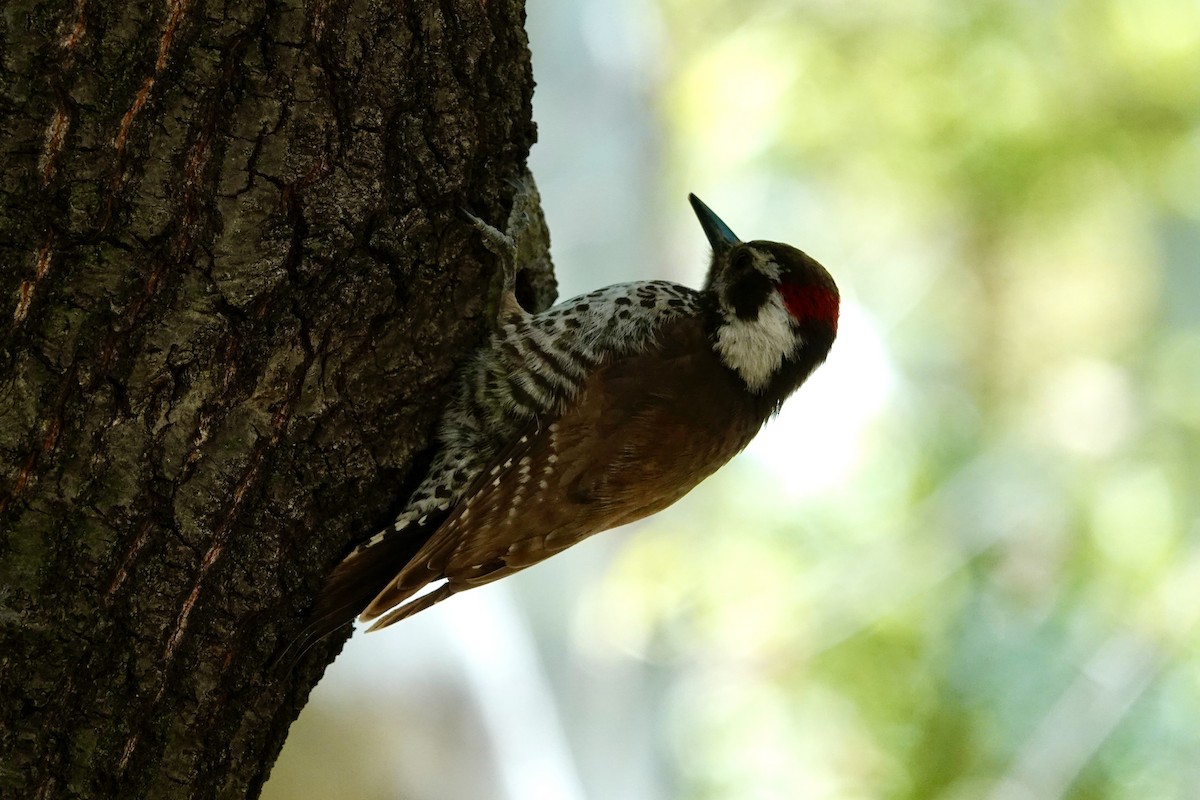 Arizona Woodpecker - Kenna Sue Trickey