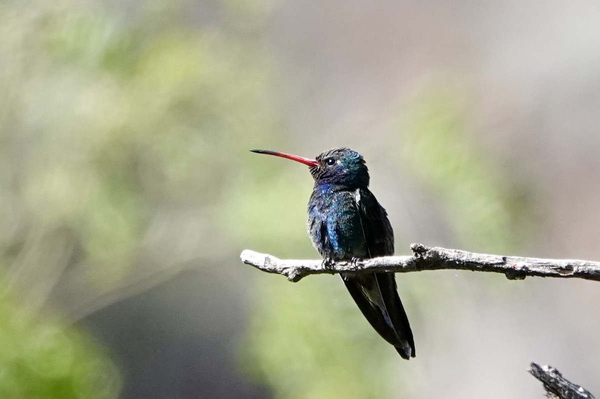Broad-billed Hummingbird - Kenna Sue Trickey