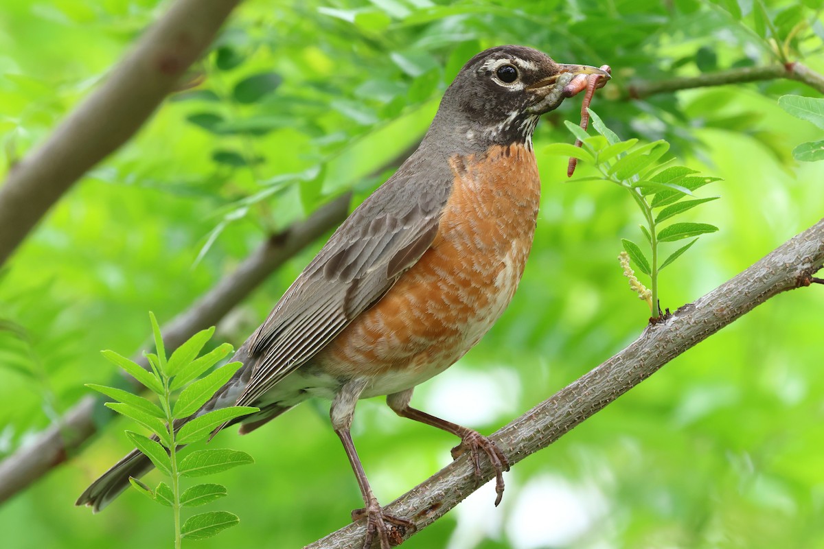 American Robin - Keith Pflieger
