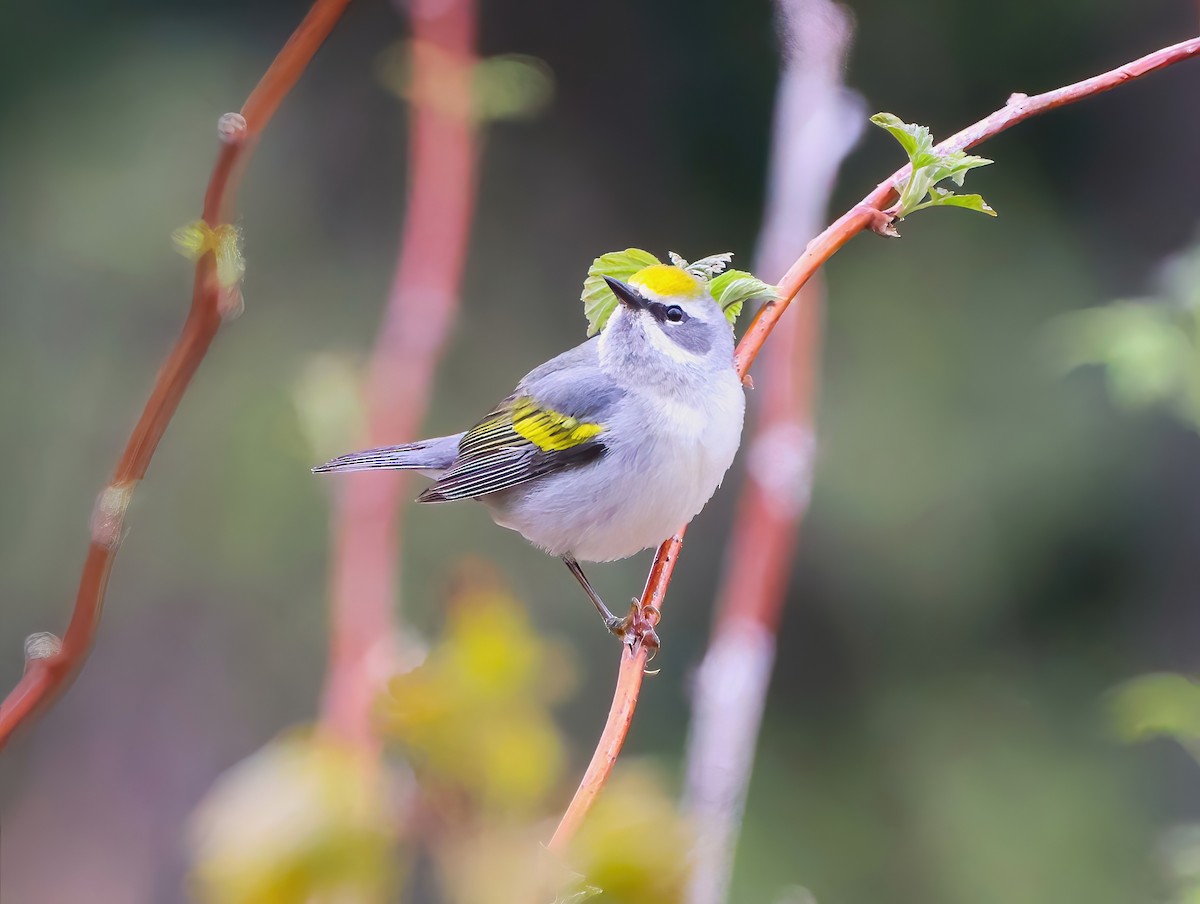 Golden-winged Warbler - Eric Patry