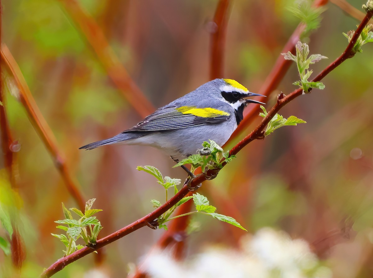 Golden-winged Warbler - Eric Patry