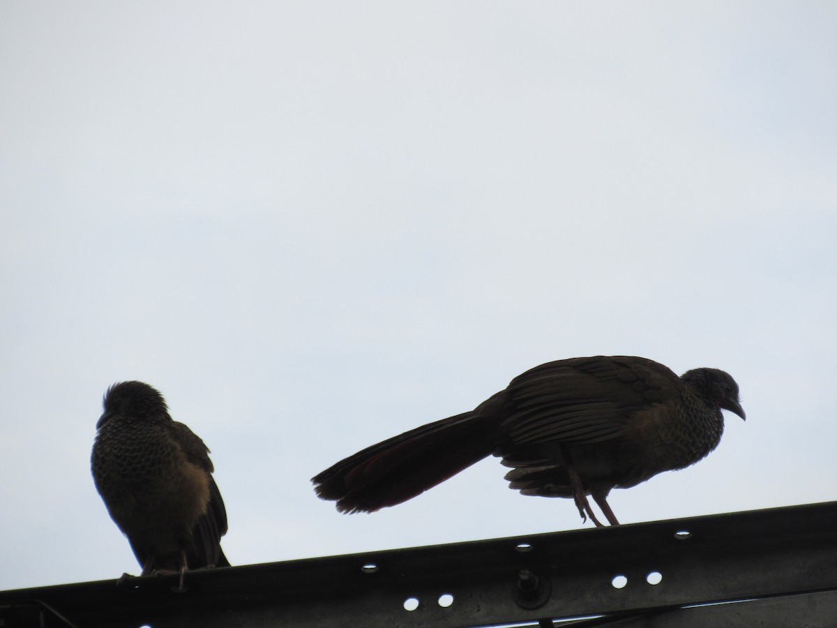 Chachalaca Colombiana - ML619143836