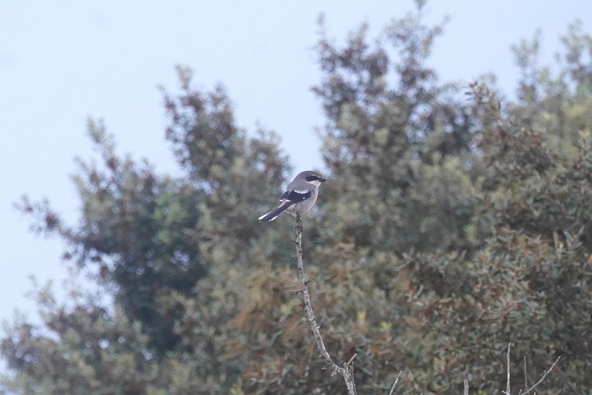 Iberian Gray Shrike - Daniel Pinelli