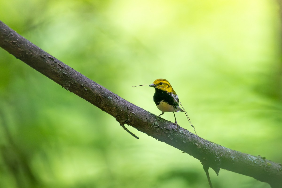 Black-throated Green Warbler - Alex Busato