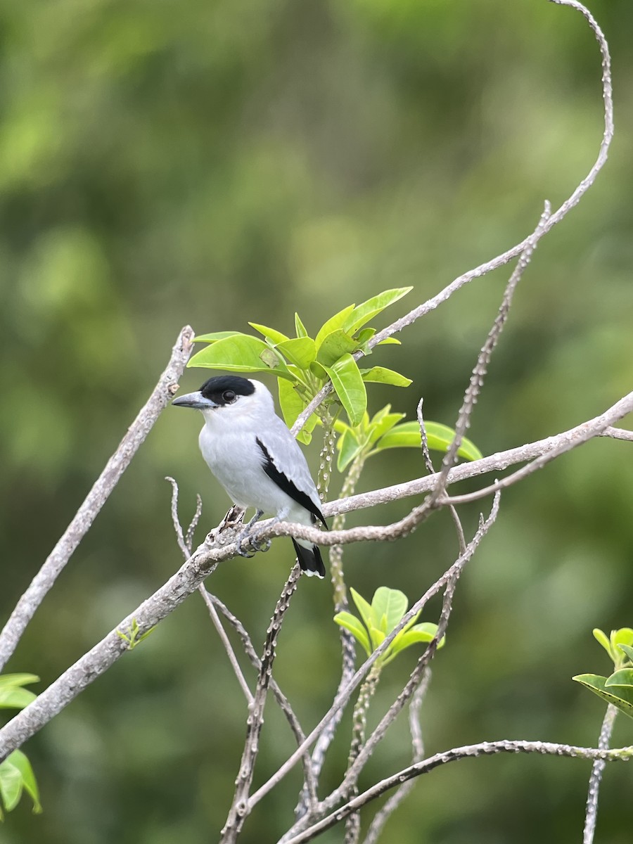 Black-crowned Tityra - Brenda Sánchez