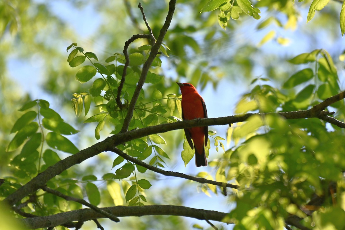 Scarlet Tanager - Rick Luehrs