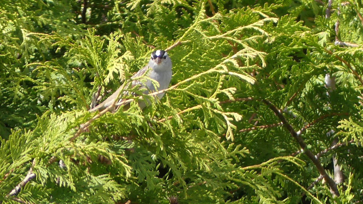 White-crowned Sparrow - Raymond Nadeau
