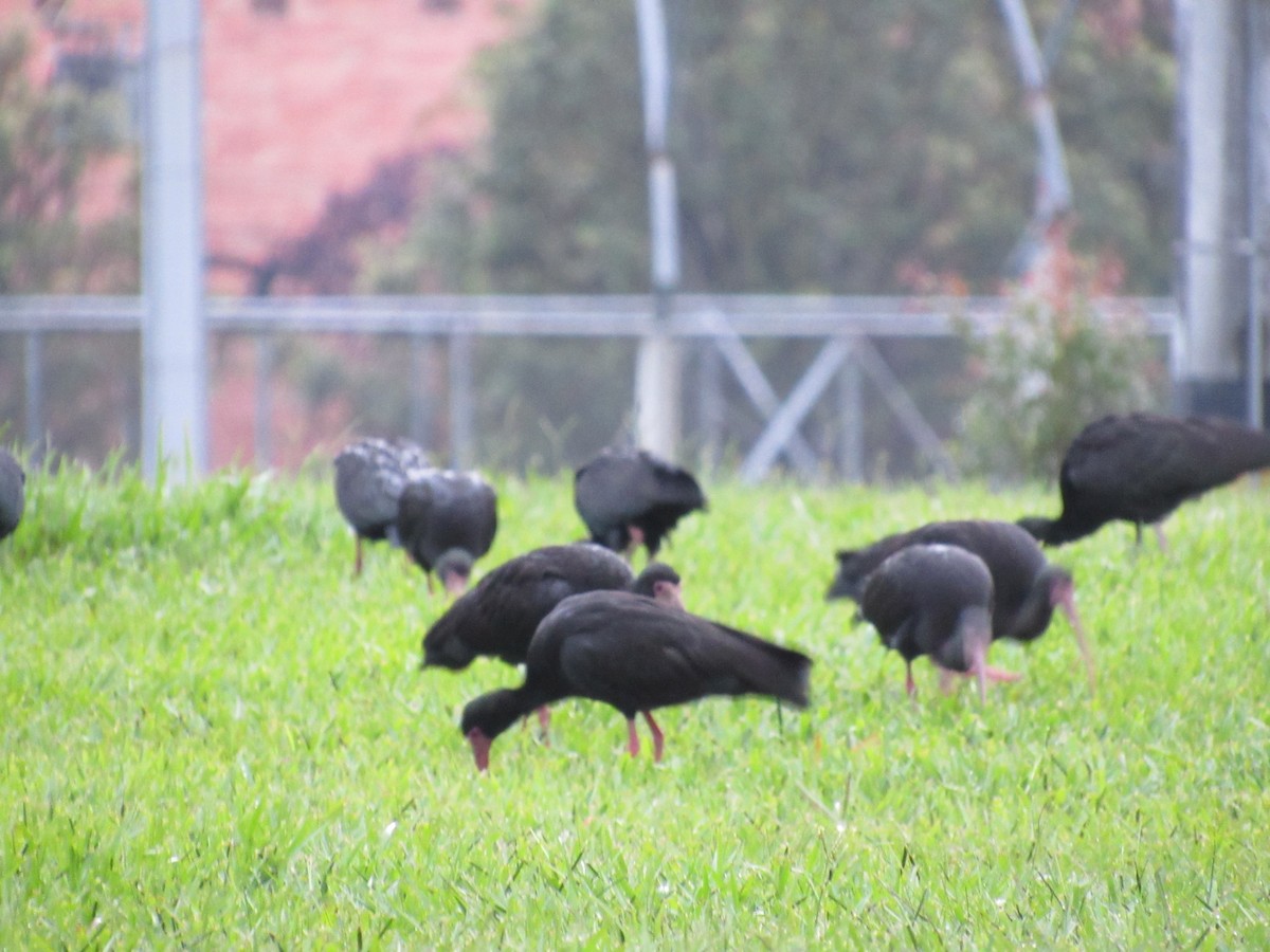 Bare-faced Ibis - ML619143879