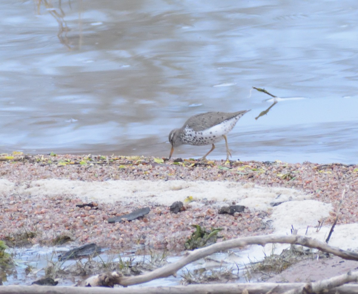 Spotted Sandpiper - ML619143882