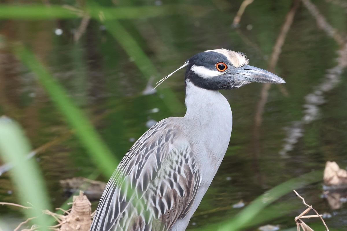 Yellow-crowned Night Heron - ML619143887