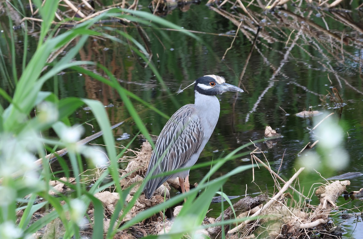 Yellow-crowned Night Heron - ML619143888