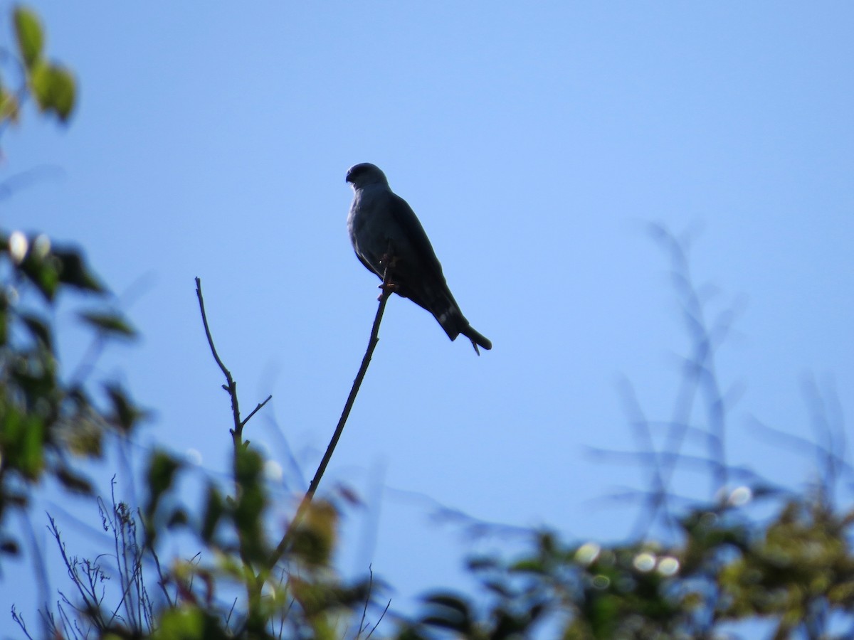 Plumbeous Kite - André Tostes Tostes