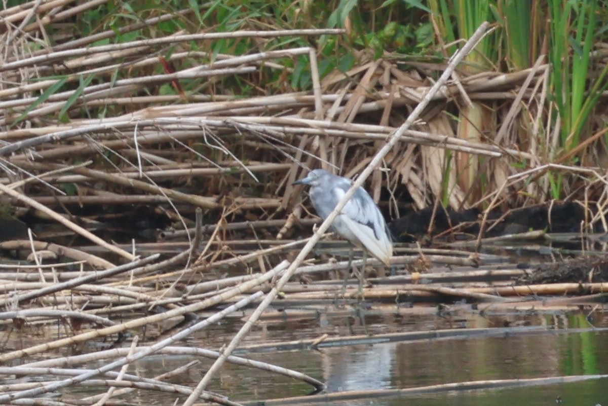 Little Blue Heron - Andrew Dobson