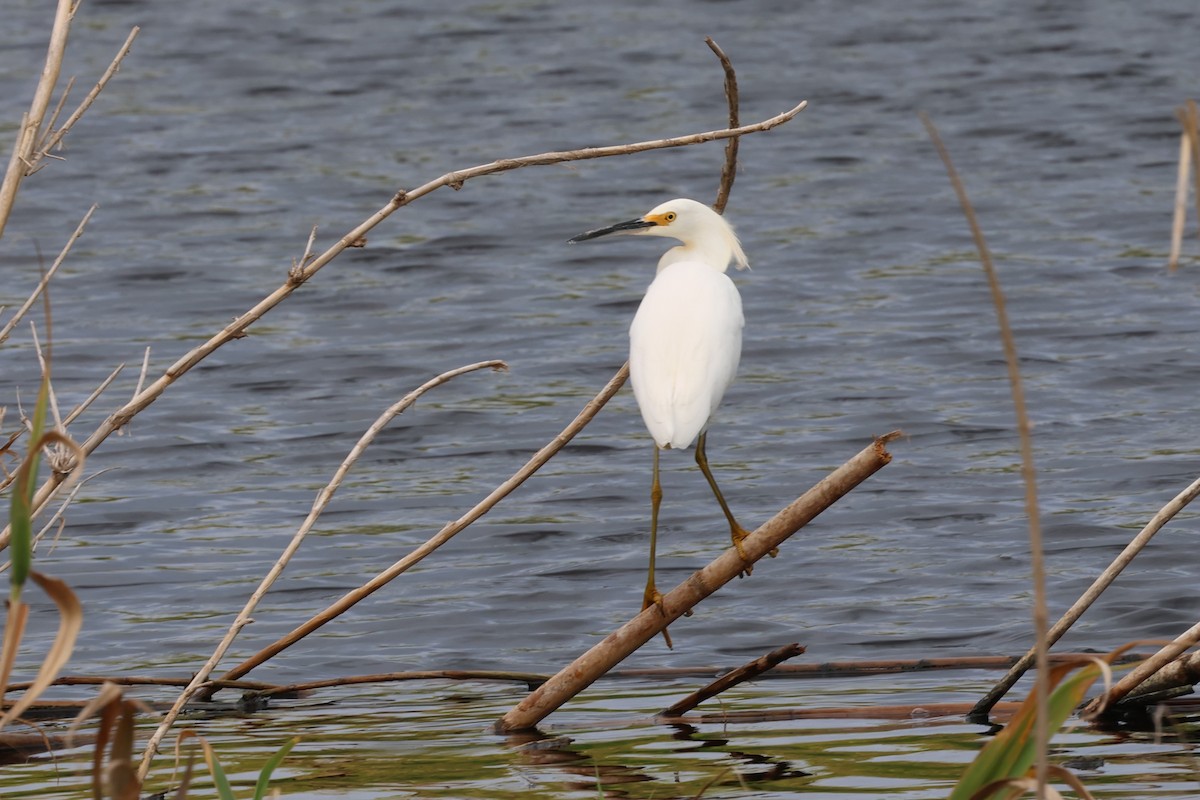 Snowy Egret - Andrew Dobson