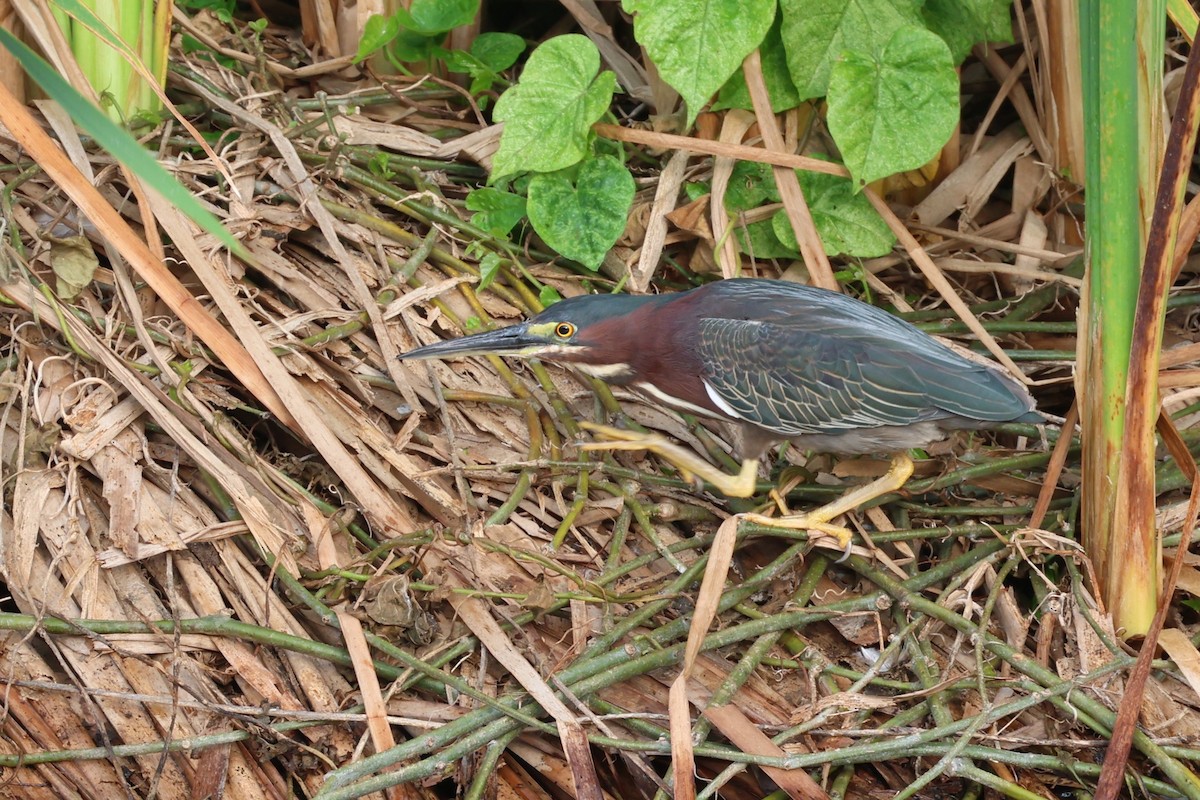 Green Heron - Andrew Dobson