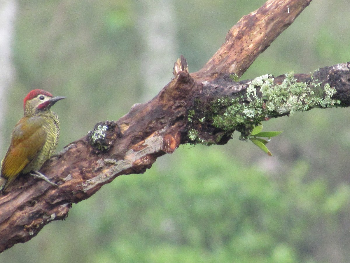 Golden-olive Woodpecker - Juan Tamayo