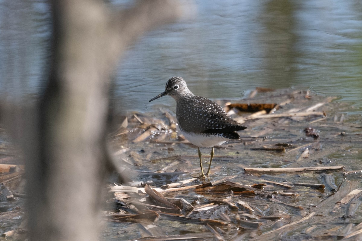 Solitary Sandpiper - André Desrochers