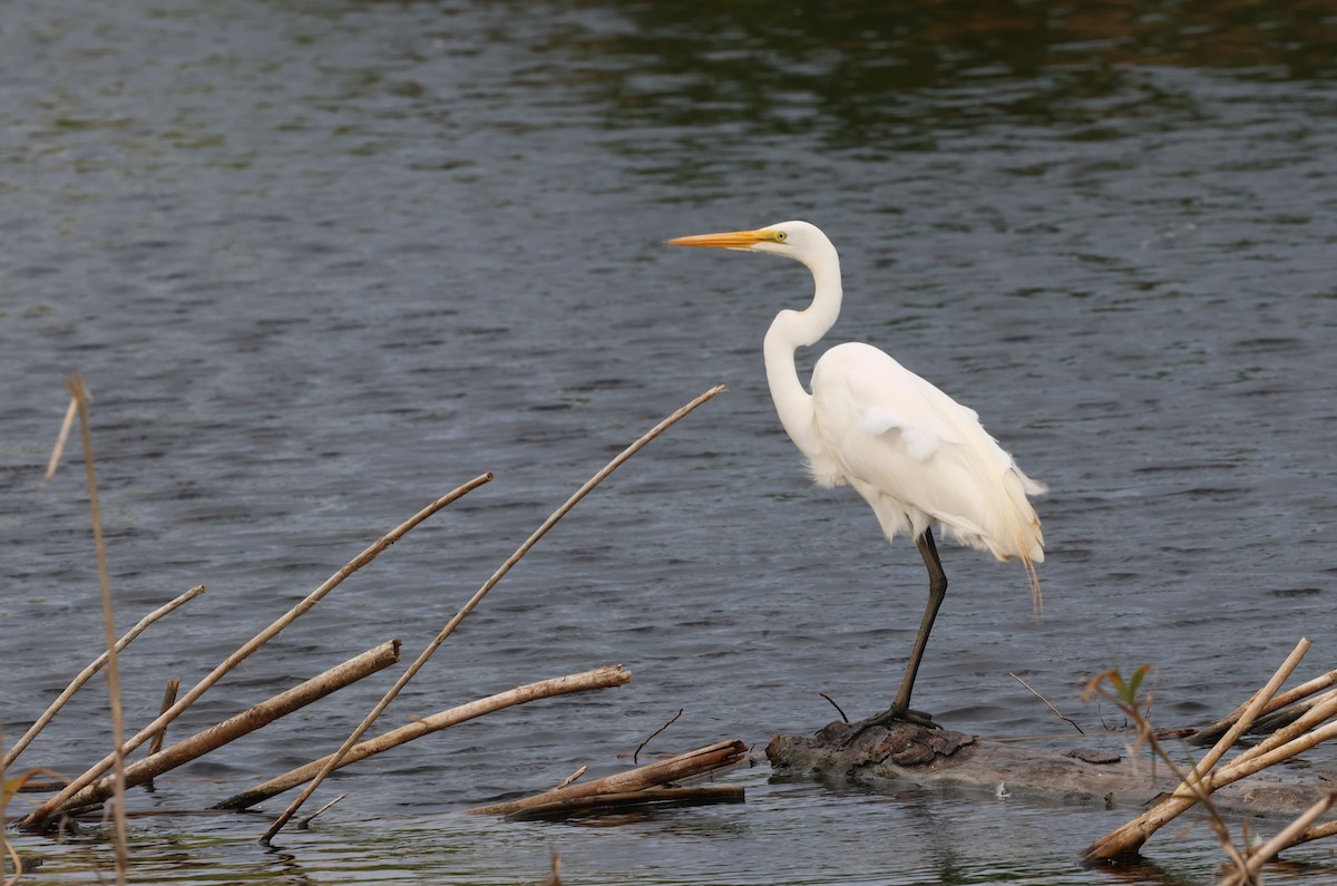 Great Egret - ML619143928