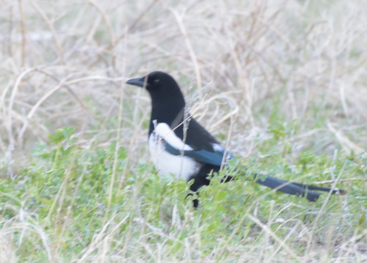 Black-billed Magpie - Robert Tonge