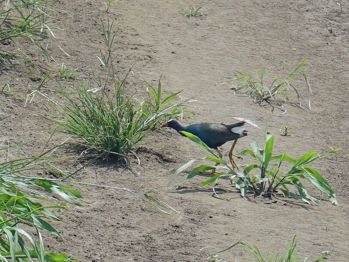 Purple Gallinule - Stéphane  Thomin