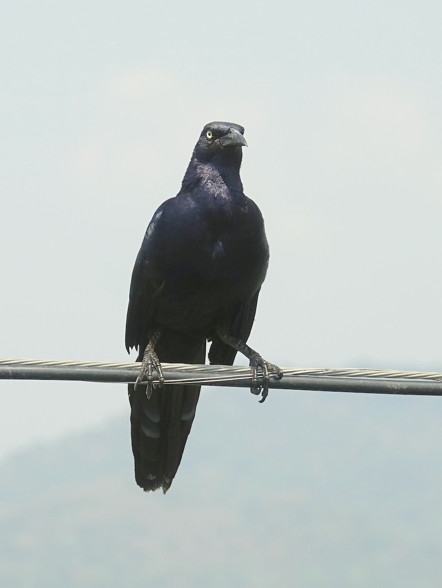 Great-tailed Grackle - Stéphane  Thomin