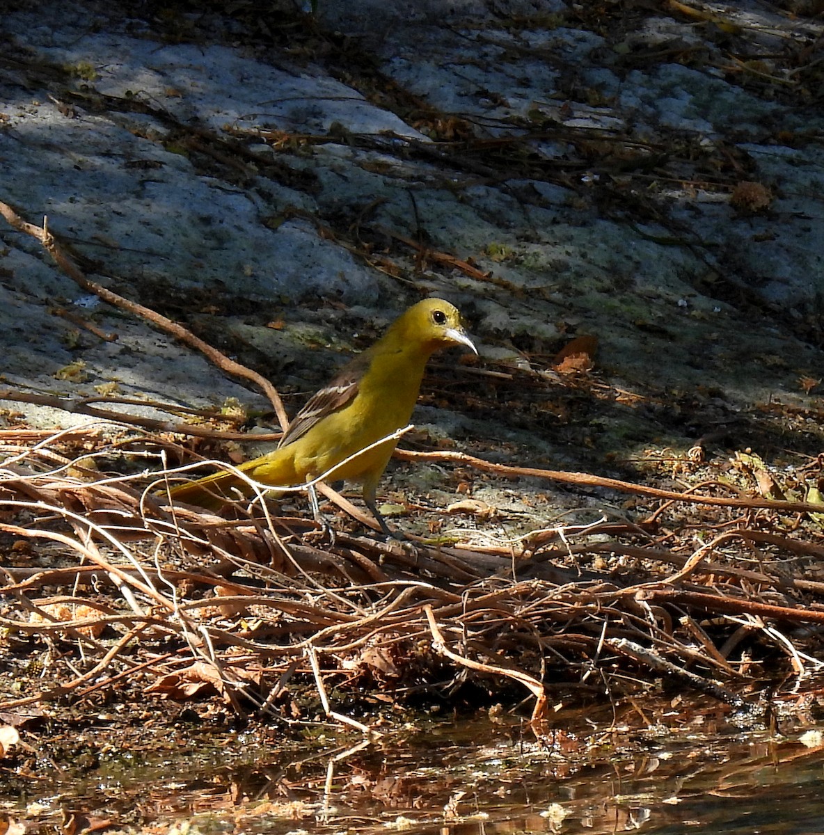 Hooded Oriole - ML619143991