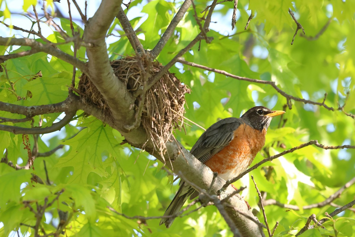 American Robin - Keith Pflieger