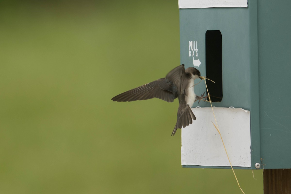 Tree Swallow - Megan Kasprzak