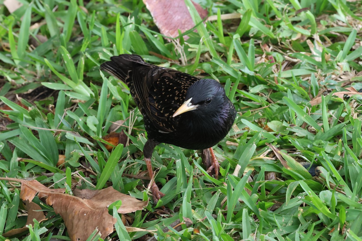 European Starling - ML619144007