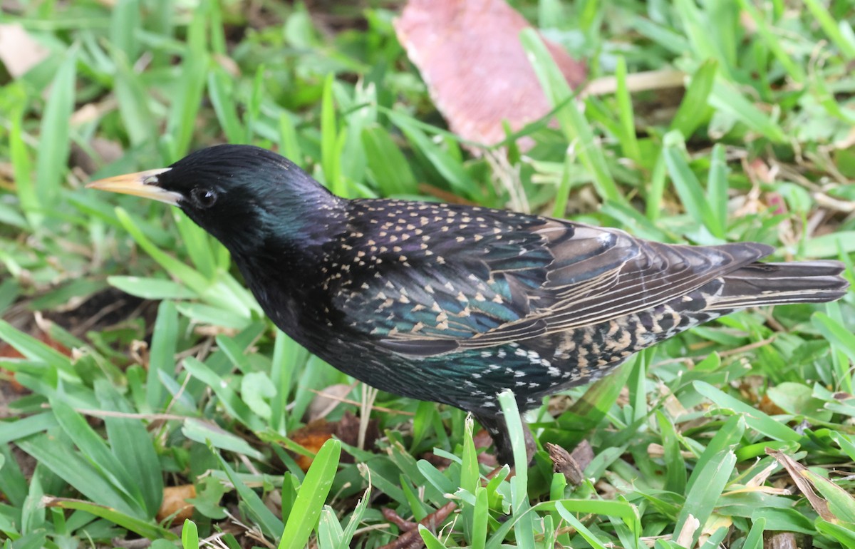 European Starling - ML619144009