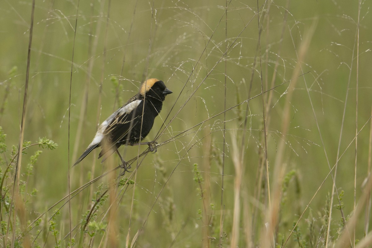 Bobolink - Megan Kasprzak