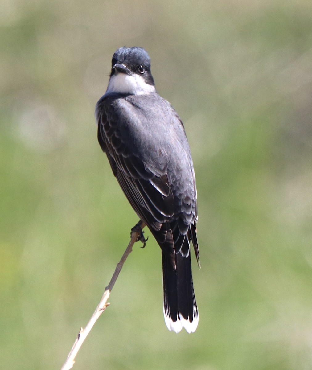 Eastern Kingbird - ML619144019