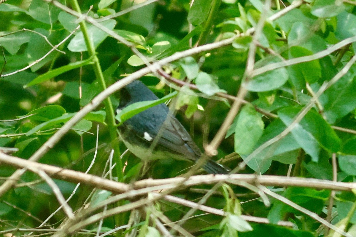 Black-throated Blue Warbler - ML619144033