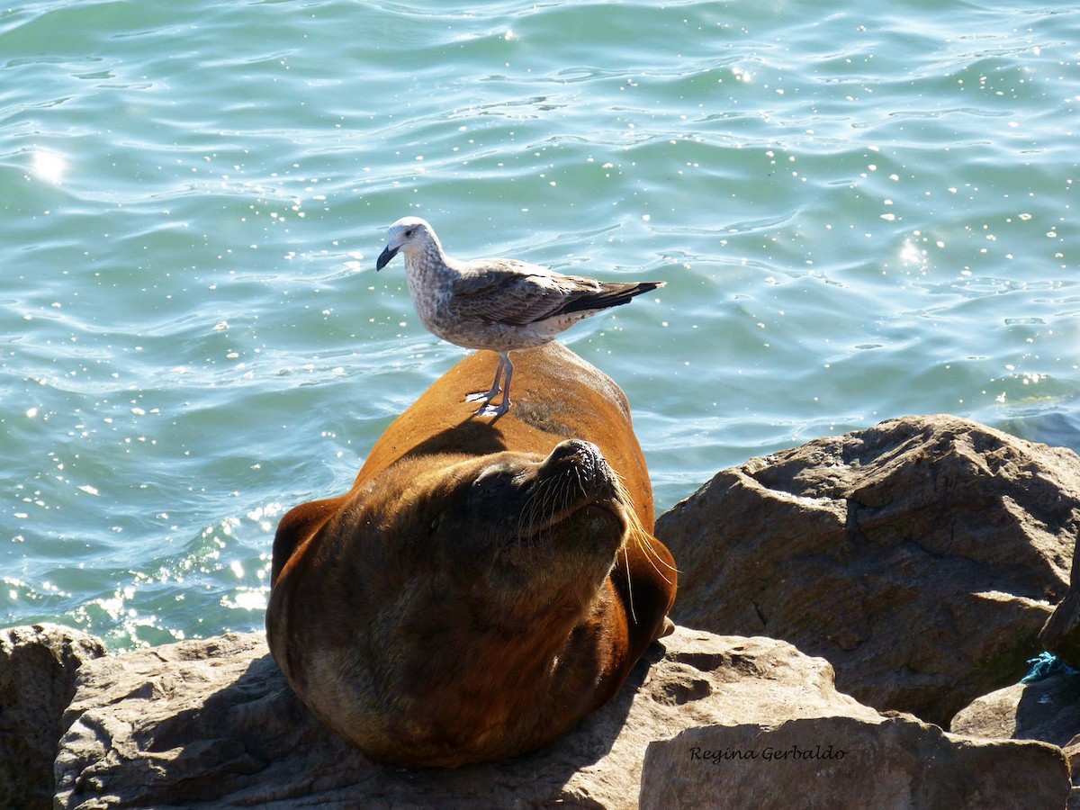 Kelp Gull - regina gerbaldo
